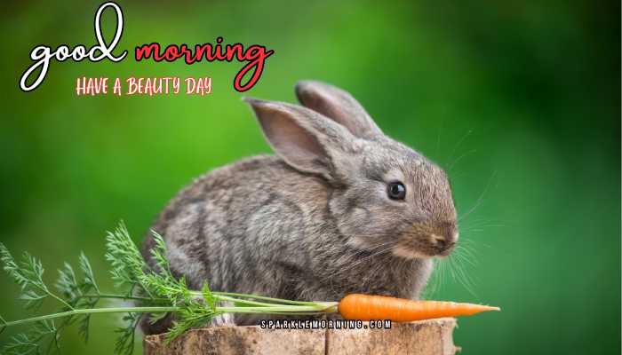 good morning animal images