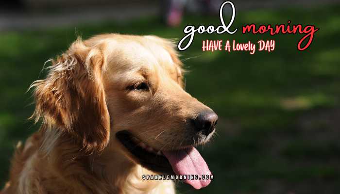 good morning animal images