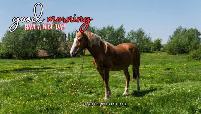 good morning animal images