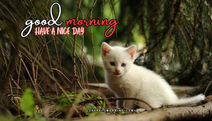 good morning animal images