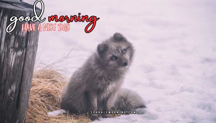 good morning animal images