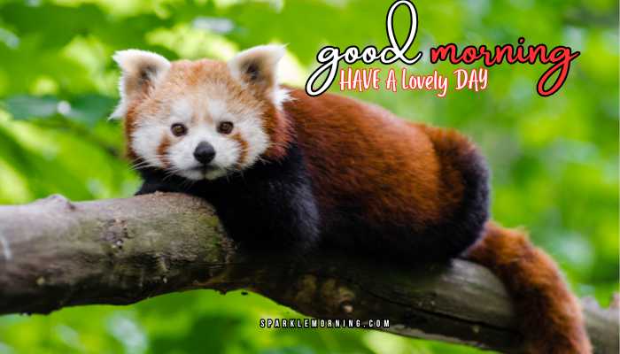 good morning animal images