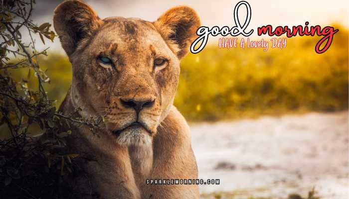 good morning animal images