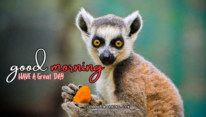 good morning animal images