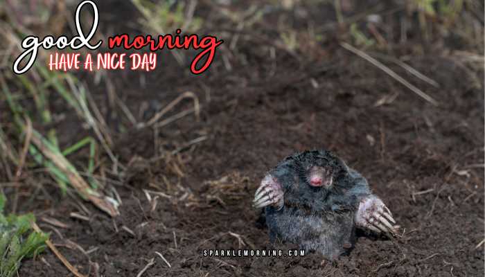 good morning animal images