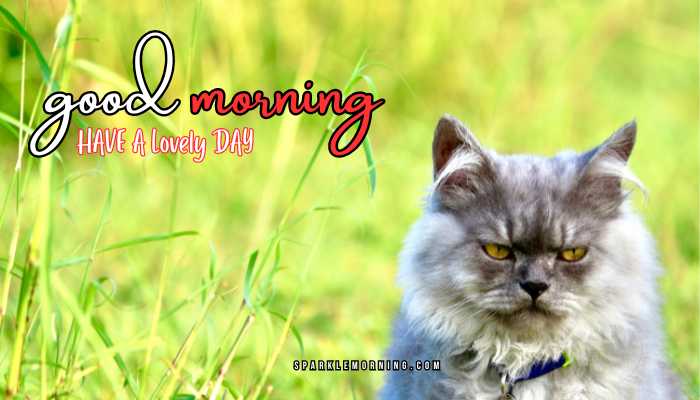 good morning animal images