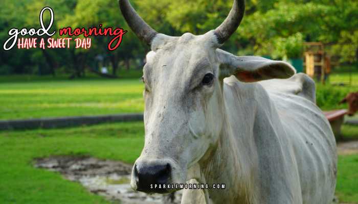 good morning animal images