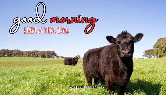 good morning animal images