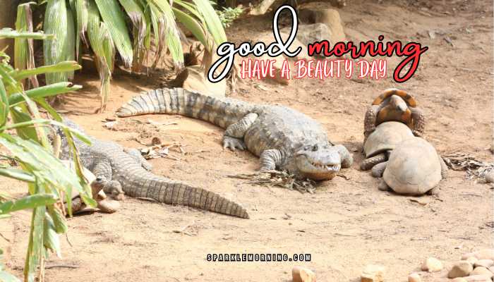 good morning animal images