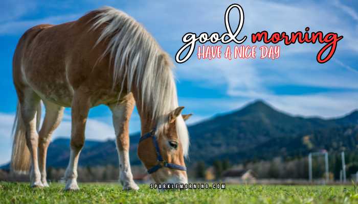 good morning animal images