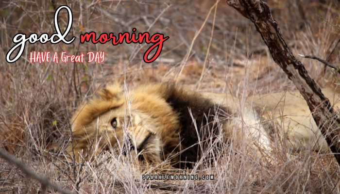 good morning animal images