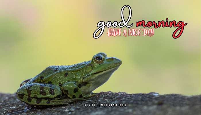 good morning animal images