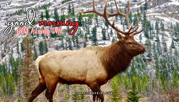 good morning animal images