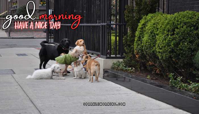 good morning animal images