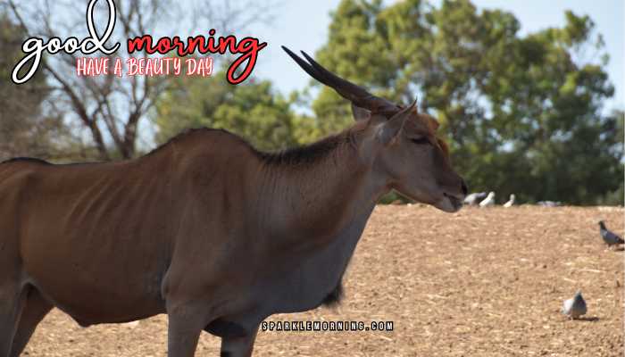 good morning animal images