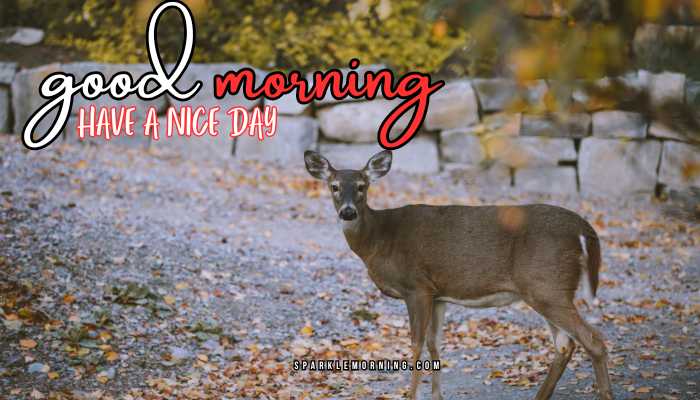 good morning animal images