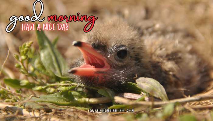 good morning animal images