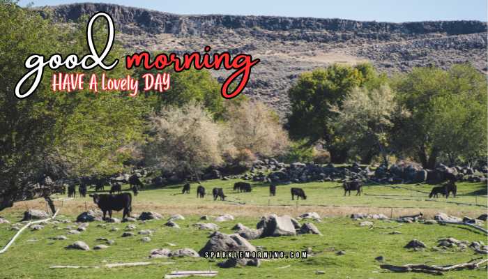 good morning animal images