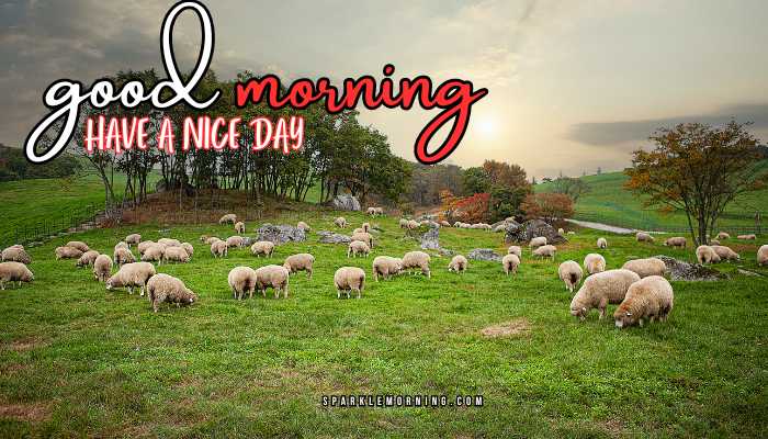 good morning animal images