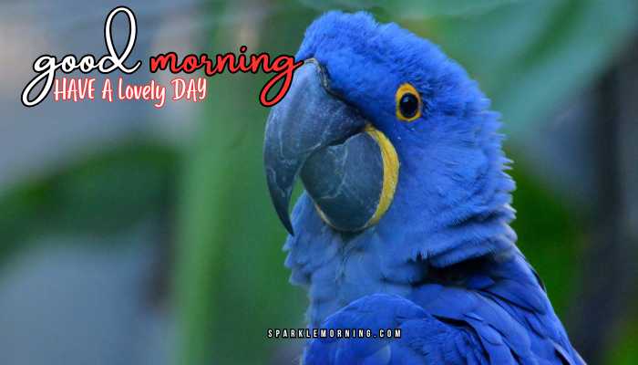 good morning animal images