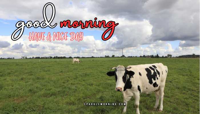 good morning animal images