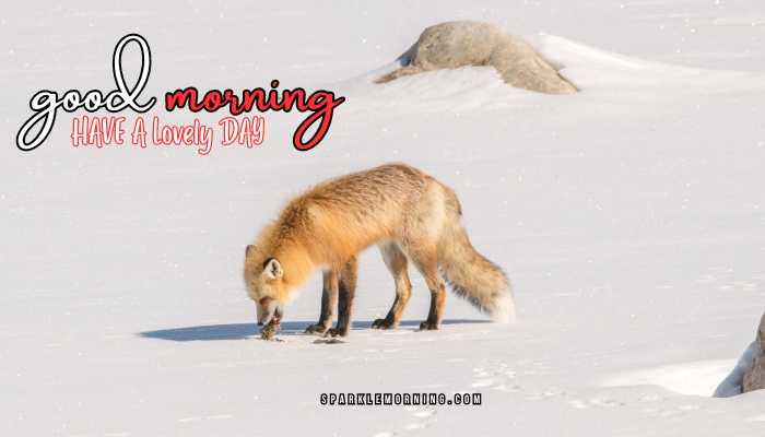 good morning animal images