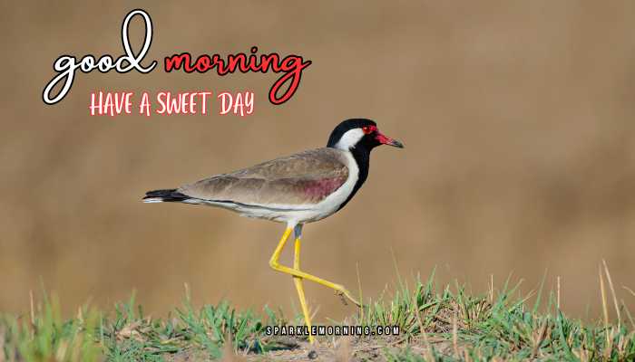 good morning animal images