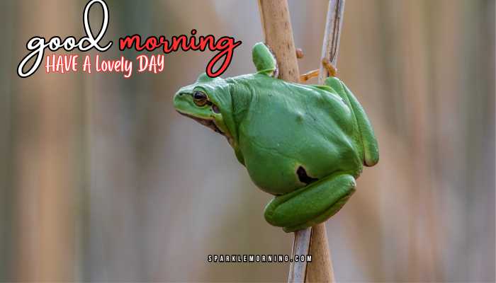 good morning animal images