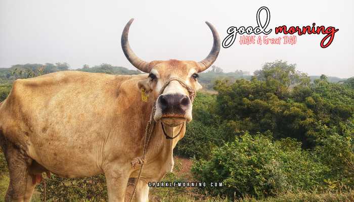 good morning animal images