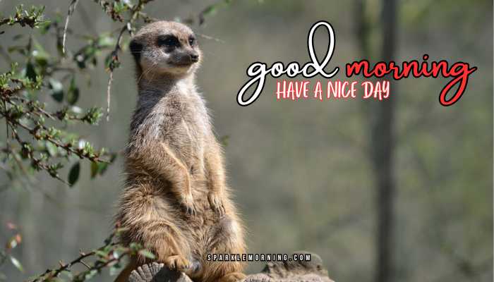 good morning animal images