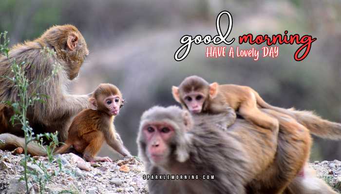 good morning animal images