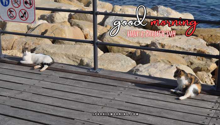 good morning animal images