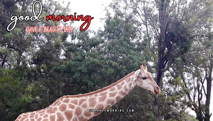 good morning animal images