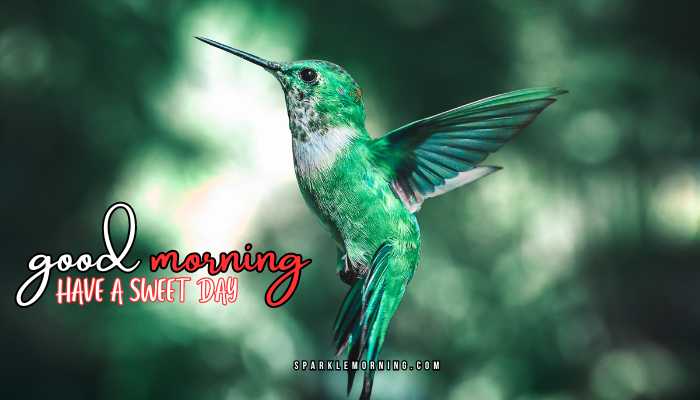 good morning animal images