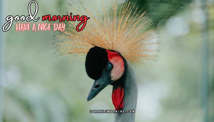 good morning animal images