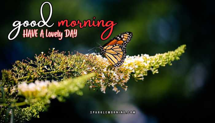 good morning animal images