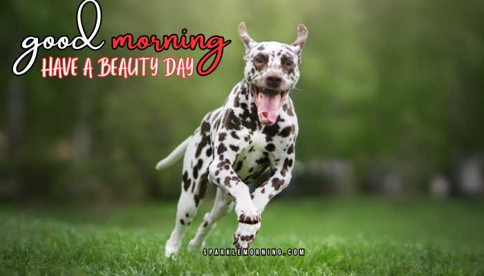 good morning animal images