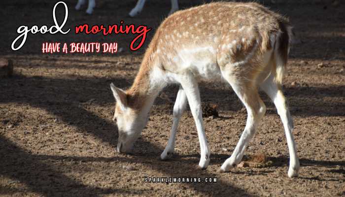 good morning animal images