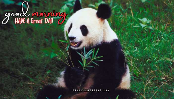 good morning animal images