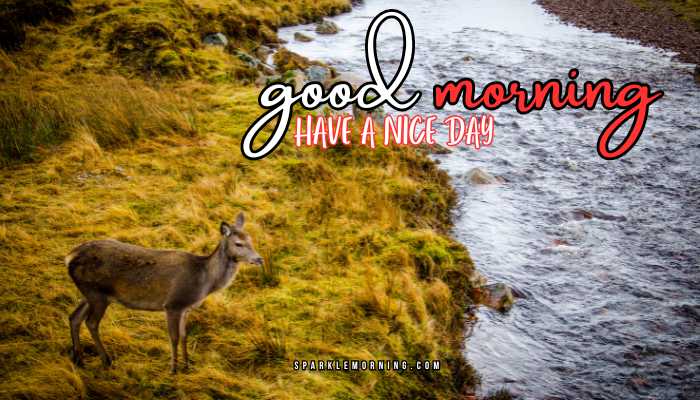 good morning animal images