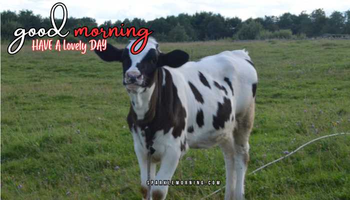 good morning animal images