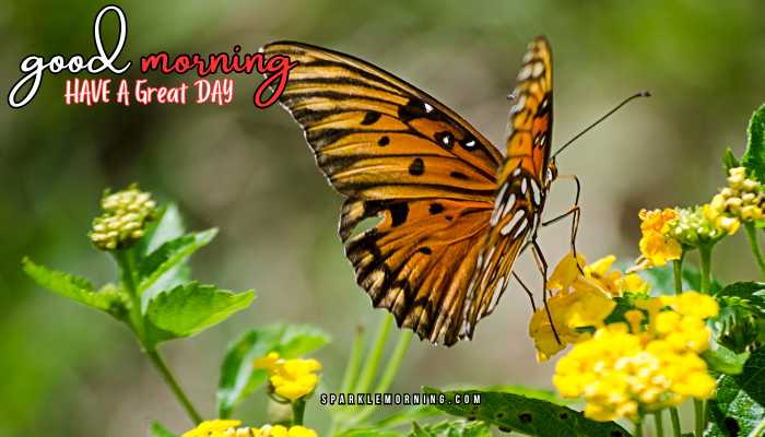 good morning animal images