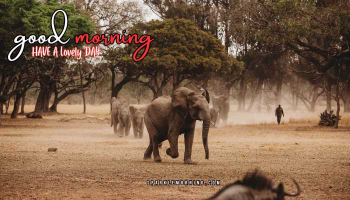 good morning animal images