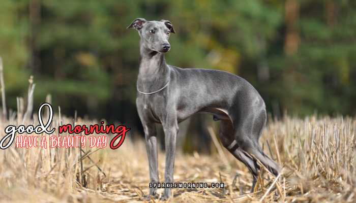 good morning animal images