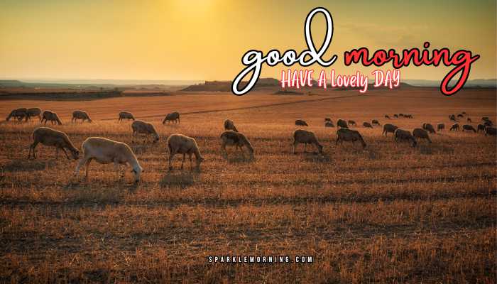 good morning animal images