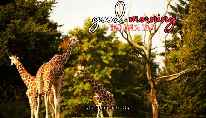 good morning animal images