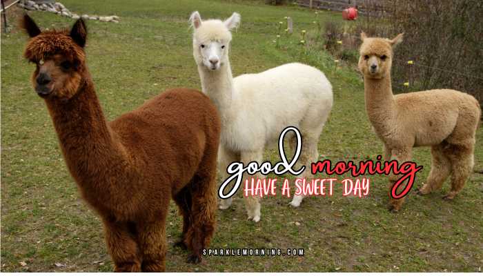 good morning animal images