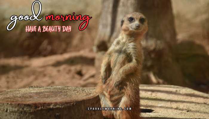 good morning animal images