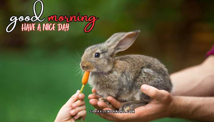 good morning animal images