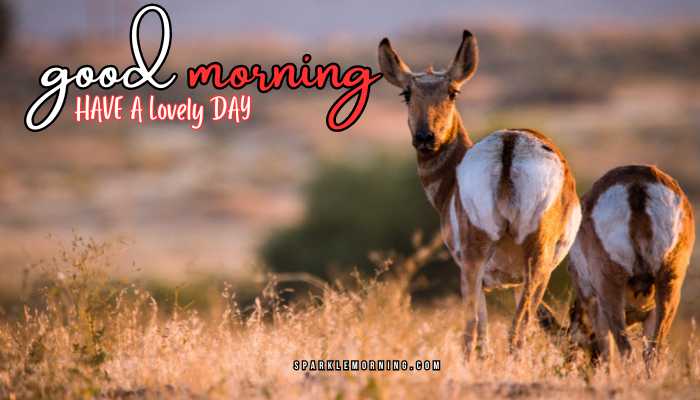 good morning animal images